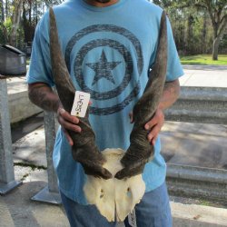 29" & 30" Horns on Male Eland Skull Plate - $125