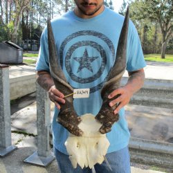 30" Horns on Male Eland Skull Plate - $125