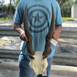29" Horns on Male Eland Skull Plate - $125