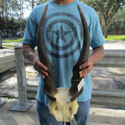 30" Horns on Male Eland Skull Plate - $125