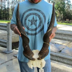 32" Horns on Male Eland Skull Plate - $125