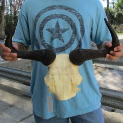 African Blue Wildebeest Skull Plate with 19" Horn Spread - $38