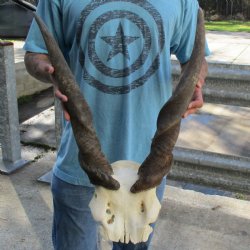 B-Grade 25" & 28" Horns on Male Eland Skull Plate - $70