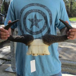 African Blue Wildebeest Skull Plate with 20" Horn Spread - $38