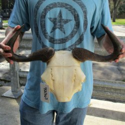 African Blue Wildebeest Skull Plate with 18" Horn Spread - $38