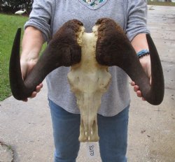 African Male Black Wildebeest Skull and 19" wide Horns 