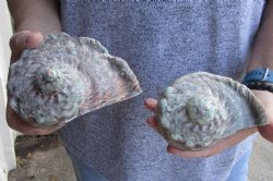 For Sale 2 piece lot of 4 inch Turbo Marmoratus, green turban shell - $37/lot