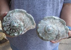 For Sale B-Grade 2 piece lot of 5 inch Turbo Marmoratus, green turban shell - $25/lot