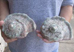 For Sale B-Grade 2 piece lot of 5 inch Turbo Marmoratus, green turban shell - $25/lot