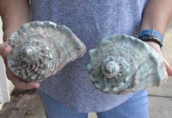 For Sale B-Grade 2 piece lot of 5 inch Turbo Marmoratus, green turban shell - $25/lot