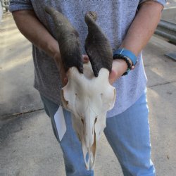 B-Grade 8" & 9" Horns on 9" Domestic Goat Skull - $75