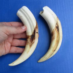 Matching Pair of 7" Ivory Tusks from African Warthog - $29
