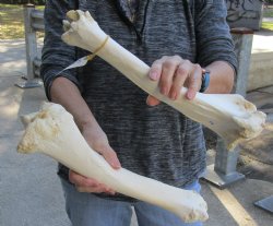 Two Water Buffalo Tibia Leg Bones 15 inch
