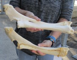 Two Water Buffalo Radius Leg Bones 14 and 15 inch