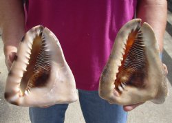 Genuine Two piece lot of 6 inch King Helmet shells - $18/lot