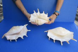 Three piece lot of 8"-10" Giant Spider Conch Shell for Sale for $20/lot