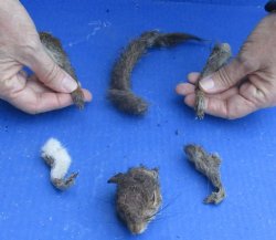Preserved Squirrel Head, Legs, & Tail - for <font color=red>Special Price </font>$25