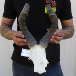 B-Grade 16" Horns on Female Red Hartebeest Skull Plate - $29