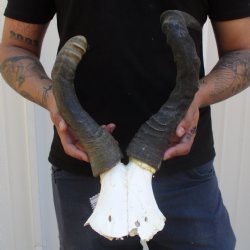 B-Grade 16" Horns on Female Red Hartebeest Skull Plate - $29