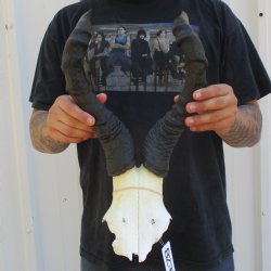 17" Horns on Female Red Hartebeest Skull Plate - $50