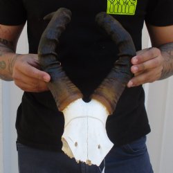 17" Horns on Female Red Hartebeest Skull Plate - $50
