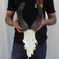 16" Horns on Female Red Hartebeest Skull Plate - $50