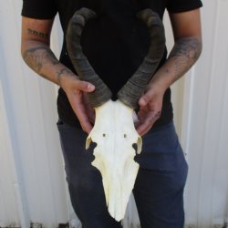 16" Horns on Female Red Hartebeest Skull Plate - $50