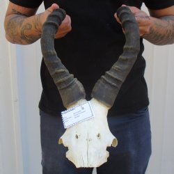 17" Horns on Female Red Hartebeest Skull Plate - $50