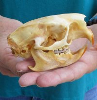 Discounted Porcupine Skulls