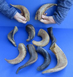 10 piece lot of Ram Horns, Sheep Horns 8 to 12 inches around the curl for $68
