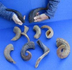 10 piece lot of Ram Horns, Sheep Horns 8 to 12 inches around the curl for $68