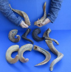 10 piece lot of Ram Horns, Sheep Horns 12 to 15 inches around the curl for $85