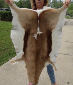 Authentic  Small African Springbok Skin 36"x22" inches - $57