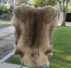 45 inches by 36 inches Finland Reindeer Hide, Skin, farm raised - $155