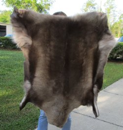 43 inches by 38 inches Finland Reindeer Hide, Skin, farm raised - $155