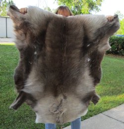 43 inches by 39 inches Finland Reindeer Hide, Skin, farm raised - $155