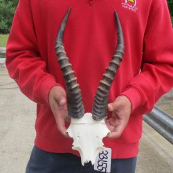 Male Blesbok Skull Plate with 14-1/2" Horns 