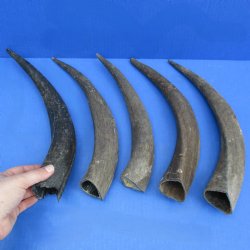 5 Small & Cut Kudu Horns - <font color=red>Special Price $25</font>