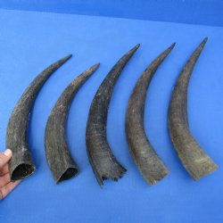 5 Small & Cut Kudu Horns - <font color=red>Special Price $25</font>