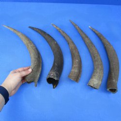 5 Small & Cut Kudu Horns - <font color=red>Special Price $25</font>