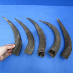 5 Small & Cut Kudu Horns - <font color=red>Special Price $25</font>