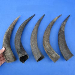 5 Small & Cut Kudu Horns - <font color=red>Special Price $25</font>