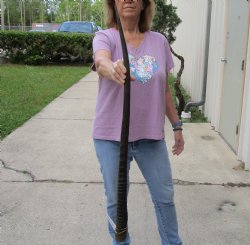 Buy this 37 Inch Real African Gemsbok, Oryx horn for $29