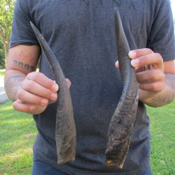 12" & 14" Bushbuck Horns - $30