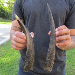 12" & 13" Bushbuck Horns 