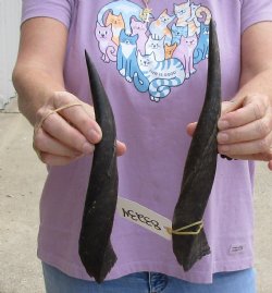 Two piece Bushbuck Horns 11" to 13"