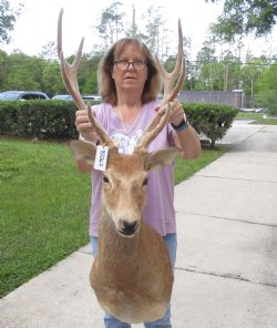 Axis Deer Shoulder ...