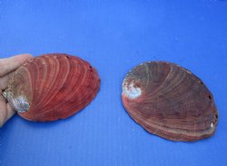 2 pc lot of Red Abalone Shells for Shell decor 5 and 5-3/4 inches wide - $22/lot