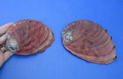 2 pc lot of Red Abalone Shells for Shell decor 5 and 5-3/4 inches wide - $22/lot