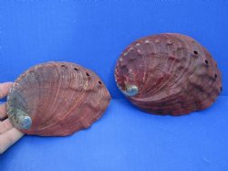 2 pc lot of Red Abalone Shells for Shell decor 5 and 5-1/2 inches wide - $22/lot